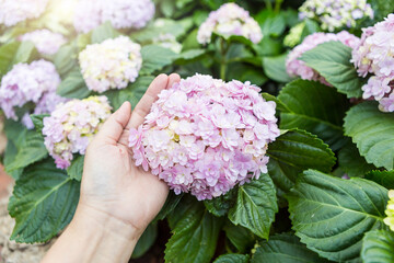 Beautiful Hydrangea flower in girl hand with green leaves background, spring season, nature concept background