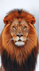 Fototapeta premium A detailed illustration of a lion's face with vibrant orange and brown fur.