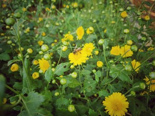 Beautiful of yellow chrysanthemum flower