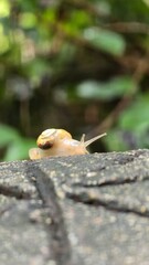 snail on a tree