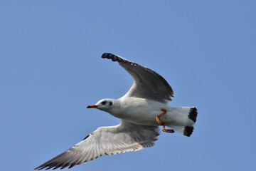 Obraz premium Seagull in Flight Over Ocean with Clear Blue Sky – Coastal Wildlife Stock Photo