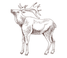 Wild deer hand drawn vector illustration