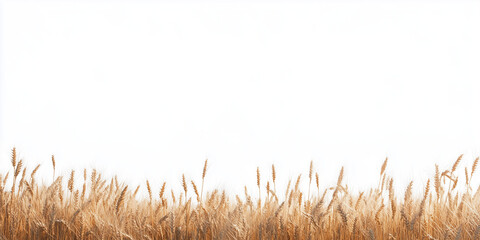 Golden wheat field border isolated on a white background, PNG image