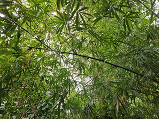 Low angle view of bamboo tree in the garden, Vinh Long town, Mekong Delta Vietnam at a bright day.
