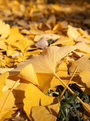 Park scenery in late autumn