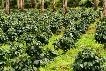 Beautiful of coffee plantation in nature farm