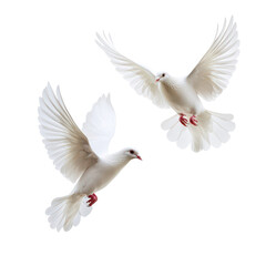 Fototapeta premium Two Doves in Flight for Peaceful Themes Transparent Background