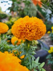 Close up of yellow marigold spring flower India flower