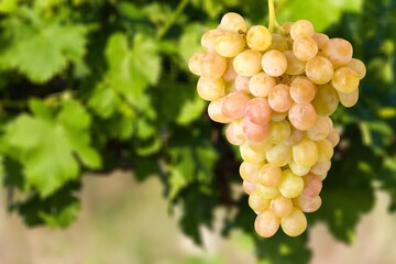 Ripe fresh sweet grapes hanging at vine grape harvest.