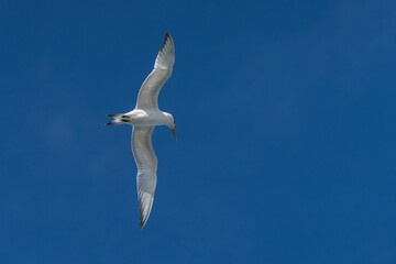 Seagull gracefully flies in the clear blue sky, revealing its wingspan from below.