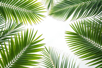 Fototapeta premium Green palm leaves border, cut out, on isolated white background, Clipping path.png