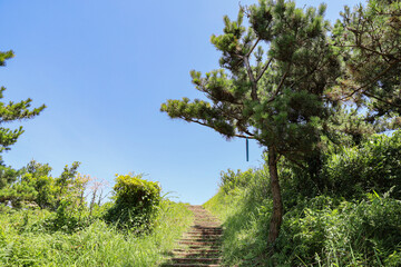산 정상을 올라가는 숲 길 제주 서귀포시 안덕면 창천리 군산오름
