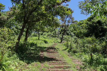 산 정상을 올라가는 숲 길 제주 서귀포시 안덕면 창천리 군산오름