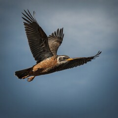 A bird in mid-flight.
