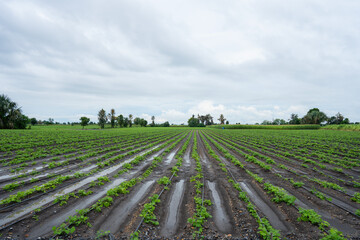Row of cassava tree in field. Growing cassava, young shoots growing in farm.