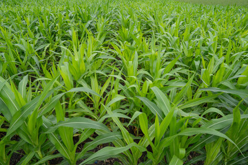 Green Maize Corn Field Plantation in Summer Agricultural Season. Close up of corn on the cob in a field.