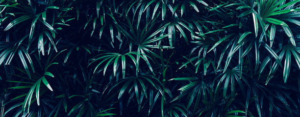 abstract tropical leaf textures on dark tone, natural green background.