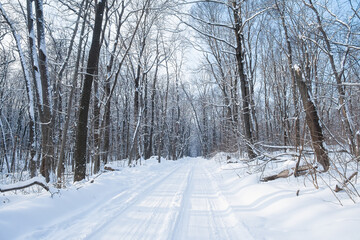 Winter forest road. A beautiful winter landscape with an empty road among the trees. Illuminated by the sun. long blue shadows. The concept of travel, active lifestyle, hiking. Christmas landscape