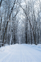 Obraz premium Winter forest road. A beautiful winter landscape with an empty road among the trees. Illuminated by the sun. long blue shadows. The concept of travel, active lifestyle, hiking. Christmas landscape