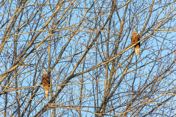 Red Kites perched on the branches of a poplar. Milvus milvus.