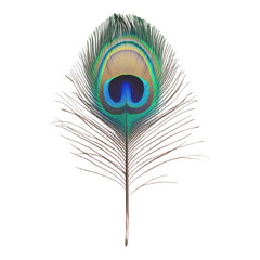 Obraz premium Captivating peacock feather display nature setting close-up photography vivid colors macro viewpoint artistic concept