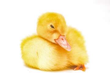 baby duck isolated on white
