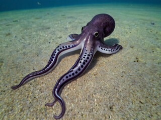octopus on the beach