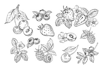 Berries collection of vector illustrations hand drawn in ink. Strawberry, cherry, raspberry and blueberry isolated on white background compositions and objects. Set of elements for label design © Anastasiia