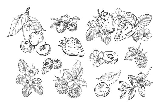Berries collection of vector illustrations hand drawn in ink. Strawberry, cherry, raspberry and blueberry isolated on white background compositions and objects. Set of elements for label design