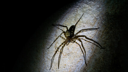 spider with long legs is illuminated against dark background, showcasing its intricate body...