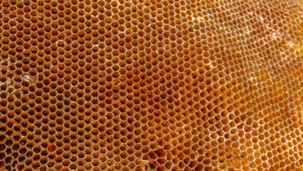 Honeycomb structure with hexagonal cells, showcasing natural patterns and textures. warm golden...