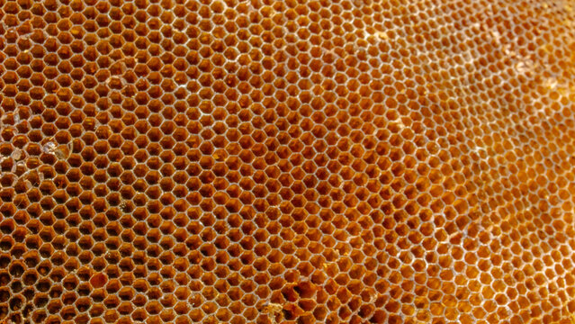 Honeycomb structure with hexagonal cells, showcasing natural patterns and textures. warm golden color and intricate design highlight beauty of nature architecture