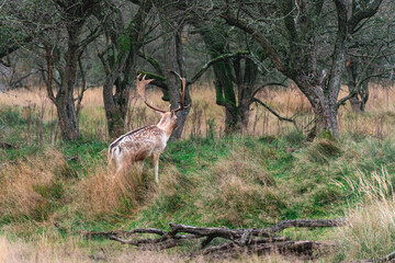 Fallow deer in the national park Amsterdamse waterleidingduinen, The Netherlands.