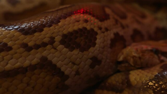 close up of a snake