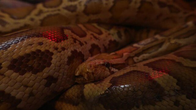 close up of a python
