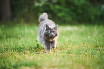 Fluffy cat with green eyes on grass