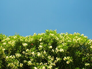 初夏の白い夾竹桃の花と青空