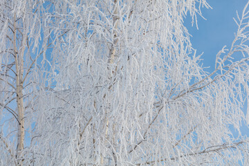 A tree covered in snow with a blue sky in the background