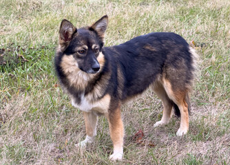 A small dog with a black and brown coat stands in a grassy field