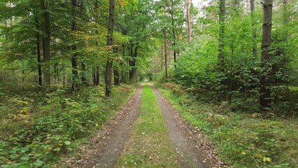 Early autumn forest with dirt road