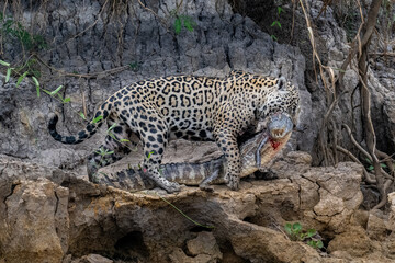 Jaguar holding a caiman in its mouth