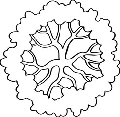 hand drawn top view of tree illustration.