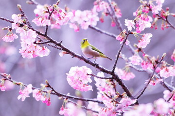 ピンク色の河津桜と可愛いメジロ
