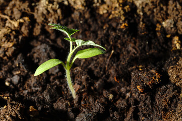 Young green tomato seedling in fertile brown soil.