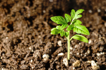 Young green tomato seedling in fertile brown soil.