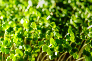 Fresh green broccoli sprouts close-up. Growing micro greens for a healthy diet. Vegan food.