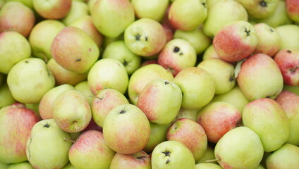 Malang green apple (anna variety) picked by farmers, originating from East Java, Malang