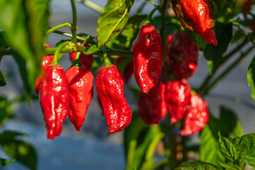 The red fruit of the Ghost Pepper (Capsicum Chinense) has a spiciness level of 800,000 Scoville...