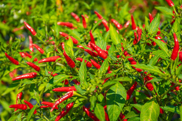 The fruit of Chili Spur Pepper (also known as Capsicum, Chilies, Green Pepper, Paprika, Tabasco,...