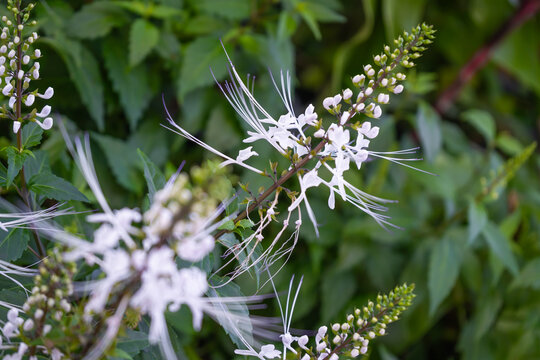The white flower of the Java tea or kidney tea plant is an herb in the garden.